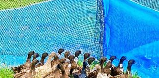 ทหารพราน 42 จัดทำ แปลงเกษตรทฤษฎีใหม่ ต้านภัย โควิด-19