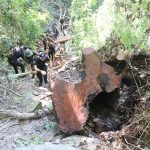 รอง ผอ.รมน.ภาค 4 สน. ลงพื้นที่ตรวจสอบการลักลอบตัดไม้ทำลายป่า ในพื้นที่บ้านลาโละ อำเภอรือเสาะ จังวัดนราธิวาส