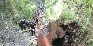 รอง ผอ.รมน.ภาค 4 สน. ลงพื้นที่ตรวจสอบการลักลอบตัดไม้ทำลายป่า ในพื้นที่บ้านลาโละ อำเภอรือเสาะ จังวัดนราธิวาส