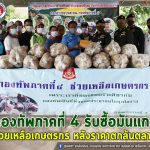 กองทัพภาคที่ 4 รับซื้อมันแกว ช่วยเหลือเกษตรกร หลังราคาตกล้นตลาด