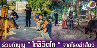 ทหารพราน 42 ร่วมทำบุญ “ไถ่ชีวิตโค” จากโรงฆ่าสัตว์ เพื่อนำไปมอบ ให้ครอบครัวกำลังพลหน่วย ฯ