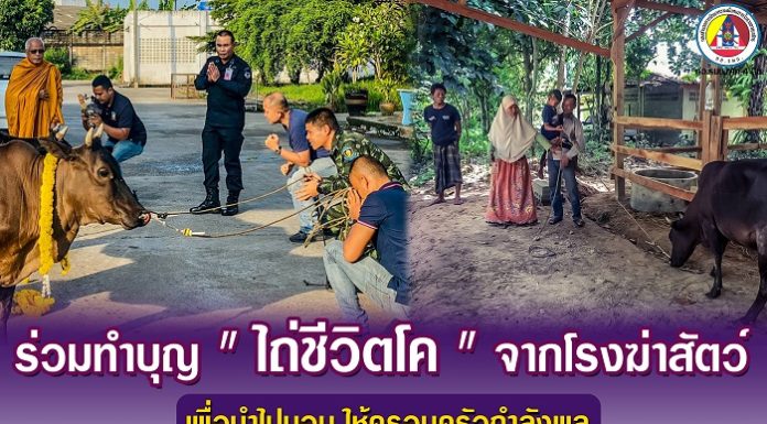 ทหารพราน 42 ร่วมทำบุญ “ไถ่ชีวิตโค” จากโรงฆ่าสัตว์ เพื่อนำไปมอบ ให้ครอบครัวกำลังพลหน่วย ฯ
