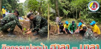 กองพันทหารราบเชิงรุกที่ 1 ร่วมกิจกรรมปลูกป่าฮาลา – บาลา อ.แว้ง จ.นราธิวาส
