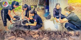 ทหารพราน 42 ร่วมมือทำ “ไข่เค็มพอกดิน” เพื่อแจกจ่ายกำลังพล ของหน่วยฯ