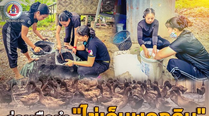 ทหารพราน 42 ร่วมมือทำ “ไข่เค็มพอกดิน” เพื่อแจกจ่ายกำลังพล ของหน่วยฯ