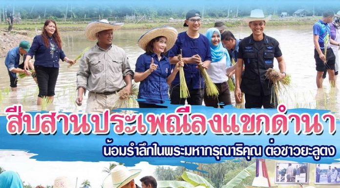 สืบสานประเพณีลงแขกดำนา “น้อมรำลึกพระมหากรุณาธิคุณ ต่อชาวยะลูตง”