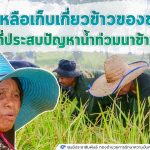 ทหารพราน เร่งให้ความช่วยเหลือเก็บเกี่ยวข้าวของชาวนา ที่ประสบปัญหาน้ำท่วมนาข้าว ทหารเป็นได้ทุกอย่างที่อยากให้เป็น.. “ช่วยชาวนาเกี่ยวข้าวหนีน้ำ”