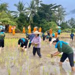 ทหารพราน สร้างความรัก ความสามัคคี ร่วมลงแขกดำนา กับประชาชนในพื้นที่อำเภอปะนาเระ จังหวัดปัตตานี