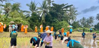 ทหารพราน สร้างความรัก ความสามัคคี ร่วมลงแขกดำนา กับประชาชนในพื้นที่อำเภอปะนาเระ จังหวัดปัตตานี