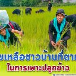 ทหารพรานวางปืน จับมัดกล้า ช่วยเหลือชาวบ้านที่ตาแกะ ในการเพาะปลูกข้าวที่ นาข้าวในพื้นที่ ตำบลตาแกะ อำเภอยะหริ่ง จังหวัดปัตตานี