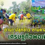 กิจกรรมโครงการพหุวัฒนธรรม “ดำนา ปลูกข้าว ตามคำสอนพ่อ เศรษฐกิจพอเพียง”