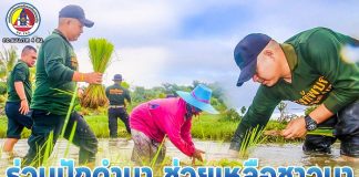 ทหารพราน คืนความสุข สร้างร้อยยิ้ม ร่วมปักดำนา ช่วยเหลือชาวนาในพื้นที่