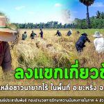 ลงแขกเกี่ยวข้าว ช่วยเหลือชาวนายากไร้ ขาดแคลนแรงงาน ในพื้นที่ อ.ยะหริ่ง จ.ปัตตานี