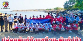 อำเภอไม้แก่น จังหวัดปัตตานี จัดกิจกรรมปล่อยพันธุ์กุ้งแชบ๊วย-พันธุ์ปูม้า รวม 8 แสนตัวลงสู่ทะเล