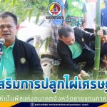 ปล่อยคาราวานรถยนต์ลำเลียงต้นไผ่สู่โรงไฟฟ้าชีวมวล หลังส่งเสริมการปลูกไผ่เศรษฐกิจ ให้เป็นพืชแห่งอนาคตจังหวัดชายแดนภาคใต้