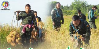 กิจกรรมพหุวัฒนธรรม การเก็บเกี่ยวข้าว เพื่อสืบสานวัฒนธรรม ประเพณีประจำท้องถิ่น สนับสนุน ส่งเสริม เพื่อพัฒนาที่ดินเปรี้ยว