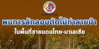 เจ้าหน้าที่พบการลักลอบตัดไม้ทำลายป่าจำนวนมาก ต้นน้ำทะเลสาบเขื่อนบางลางใกล้กับชายไทย-มาเลเซีย