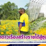 ส่งเสริมฟาร์มตัวอย่างในสมเด็จพระนางเจ้าสิริกิติ์ พระบรมราชินีนาถ พระบรมราชชนนีพันปีหลวง ปลูกดาวเรืองสร้างรายได้สู่ชุมชน