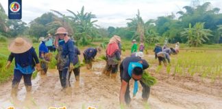สืบสานวิถีพหุวัฒนธรรมของชุมชน คืนความสุข สร้างร้อยยิ้ม ร่วมปักดำนา ช่วยเหลือชาวนาในพื้นที่