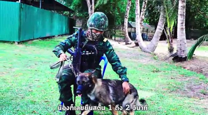 คลิป!! โลฮาน LoHan สุนัขทหารที่ได้รับบาดเจ็บจากเหตุการณ์บังคับใช้กฎหมายกับผู้ก่อความไม่สงบในพื้นที่อำเภอสายบุรี จังหวัดปัตตานี