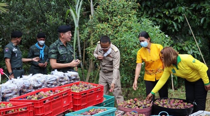 หน่วยเฉพาะกิจสงขลา ช่วยเหลือเกษตรกรชาวสวนมังคุด บรรเทาความเดือดร้อน ฝ่าวิกฤตโควิด 19