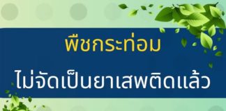 ปลดล็อก “พืชกระท่อม” ไม่เป็นยาเสพติดให้โทษอีกต่อไป