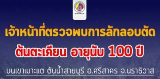 เจ้าหน้าที่ตรวจพบการลักลอบตัด ‘ต้นตะเคียน’ อายุนับ 100 ปี บนเขาเมาะแต ต้นน้ำสายบุรี อำเภอศรีสาคร จังหวัดนราธิวาส