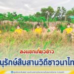 ลงแขกเกี่ยวข้าว อนุรักษ์สืบสานวิถีชาวนาไทย