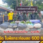 กองกำลังเทพสตรี คุมเข้มแนวชายแดนไทย – มาเลเซีย ตรวจยึด ใบพืชกระท่อมสด 600 กิโลกรัม