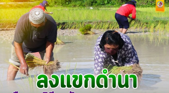 ทหารพราน 46 ลงแขกดำนา สืบสานวิถีพหุวัฒนธรรมของชุมชน