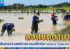 หน่วยเฉพาะกิจนาวิกโยธินกองทัพเรือที่ 33 ร่วมกันปักต้นกล้าลงแขกดำนา สืบสานประเพณีชาวนาแบบดั้งเดิม ตามโครงการ “ทำเนียบ ทำนา”