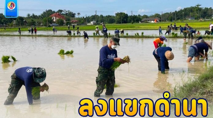 หน่วยเฉพาะกิจนาวิกโยธินกองทัพเรือที่ 33 ร่วมกันปักต้นกล้าลงแขกดำนา สืบสานประเพณีชาวนาแบบดั้งเดิม ตามโครงการ “ทำเนียบ ทำนา”