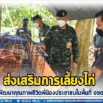 ส่งเสริมการเลี้ยงไก่ไข่ ไก่พื้นเมือง ลดรายจ่าย เพิ่มรายได้ พัฒนาคุณภาพชีวิตพี่น้องประชาชนในพื้นที่ จชต.