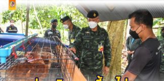 ส่งเสริมการเลี้ยงไก่ไข่ ไก่พื้นเมือง ลดรายจ่าย เพิ่มรายได้ พัฒนาคุณภาพชีวิตพี่น้องประชาชนในพื้นที่ จชต.