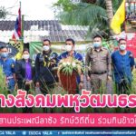 เสริมสร้างสังคมพหุวัฒนธรรมท้องถิ่นชายแดนใต้ “สืบสานประเพณีลาซัง รักษ์วิถีถิ่น ร่วมกินข้าวใหม่”