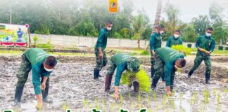 กิจกรรมปลูกข้าวพันธุ์พระราชทาน โดยวิธีปักดำ น้อมนำศาสตร์พระราชา ตามแนวทางปรัชญาเศรษฐกิจพอเพียง