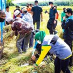 โครงการ “ชลประทานร่วมใจ ลงแขกเกี่ยวข้าว ประจำปี 2565” สืบสานวัฒนธรรมลงแขกเกี่ยวข้าวในพื้นที่