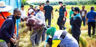 โครงการ “ชลประทานร่วมใจ ลงแขกเกี่ยวข้าว ประจำปี 2565” สืบสานวัฒนธรรมลงแขกเกี่ยวข้าวในพื้นที่