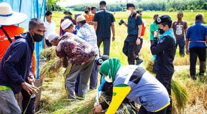 โครงการ “ชลประทานร่วมใจ ลงแขกเกี่ยวข้าว ประจำปี 2565” สืบสานวัฒนธรรมลงแขกเกี่ยวข้าวในพื้นที่