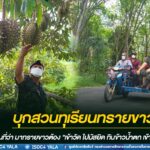 ยกทีม บุกสวนทุเรียนทรายขาว ติดอันดับ 1 ใน 5 ทุเรียนที่อร่อยที่สุดในประเทศ ตามสโลแกนที่ว่า มาทรายขาวต้อง “เข้าวัด ไปมัสยิด กินข้าวน้ำตก เข้าสวนทุเรียน”