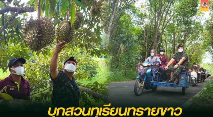 ยกทีม บุกสวนทุเรียนทรายขาว ติดอันดับ 1 ใน 5 ทุเรียนที่อร่อยที่สุดในประเทศ ตามสโลแกนที่ว่า มาทรายขาวต้อง “เข้าวัด ไปมัสยิด กินข้าวน้ำตก เข้าสวนทุเรียน”