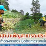 จิตอาสาบำเพ็ญสาธารณประโยชน์ ผนึกกำลัง กำจัดผักตบชวา เปิดช่องทางระบายน้ำ