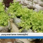สันติสุขที่ปลายด้ามขวาน ตอน young smart farmer เกษตรกรรุ่นใหม่