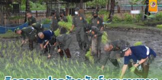 กิจกรรมปลูกข้าวพันธุ์พระราชทาน โดยวิธีปักดำ น้อมนำศาสตร์พระราชา สืบสาน ปรัชญาเศรษฐกิจพอเพียง