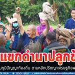 กิจกรรม ลงแขกดำนาปลูกข้าว สืบสานวิถีพหุวัฒนธรรม ส่งเสริมภูมิปัญญาท้องถิ่น ตามหลักปรัชญาเศรษฐกิจพอเพียง