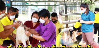 กรมทหารราบที่ 152 ร่วมกับมูลนิธิบ้านหมายิ้ม ฉีดวัคซีนป้องกันพิษสุนัขบ้า และตรวจสุขภาพสุนัข ตามโครงการ Love Dog ค่ายสิรินธร