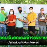 สำนักงานเกษตรจังหวัดยะลา จัดกิจกรรมวันรณรงค์การขยายพื้นที่ปลูกกล้วยหินจังหวัดยะลา เน้นส่งเสริมการมีส่วนร่วมและการบูรณาการของหน่วยงาน ในการพัฒนาอาชีพด้านการเกษตร เพื่อสร้างงาน สร้างรายได้แก่ประชาชน