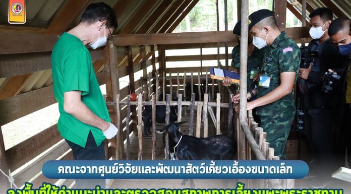 คณะจากศูนย์วิจัยและพัฒนาสัตว์เคี้ยวเอื้องขนาดเล็ก ลงพื้นที่ให้คำแนะนำและตรวจสอบสภาพการเลี้ยงแพะพระราชทาน ตามโครงการทหารพันธุ์ดี กรมทหารราบที่ 152