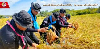 ทหารพราน 20 เร่งให้ความช่วยเหลือเก็บเกี่ยวข้าวของชาวนา ที่ประสบปัญหาน้ำท่วมขังนาข้าว ทหารเป็นได้ทุกอย่างที่อยากให้เป็น.. “ช่วยชาวนาเกี่ยวข้าวหนีน้ำ”