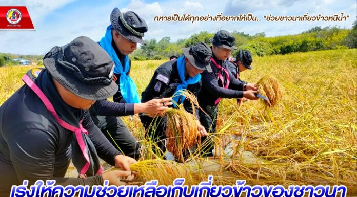 ทหารพราน 20 เร่งให้ความช่วยเหลือเก็บเกี่ยวข้าวของชาวนา ที่ประสบปัญหาน้ำท่วมขังนาข้าว ทหารเป็นได้ทุกอย่างที่อยากให้เป็น.. “ช่วยชาวนาเกี่ยวข้าวหนีน้ำ”